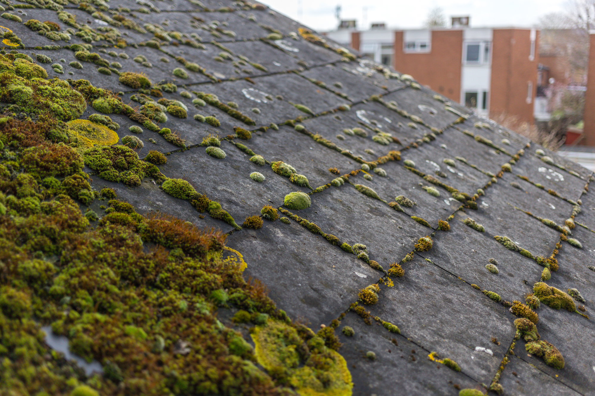 <span style="color: #9ff71b;font-size: 27px; font-family: Open Sans;">Coping with Rooftop Moss and Algae